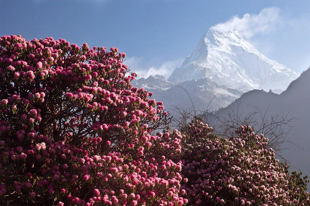 Beautiful pink rhododendron and clear mountain view in spring